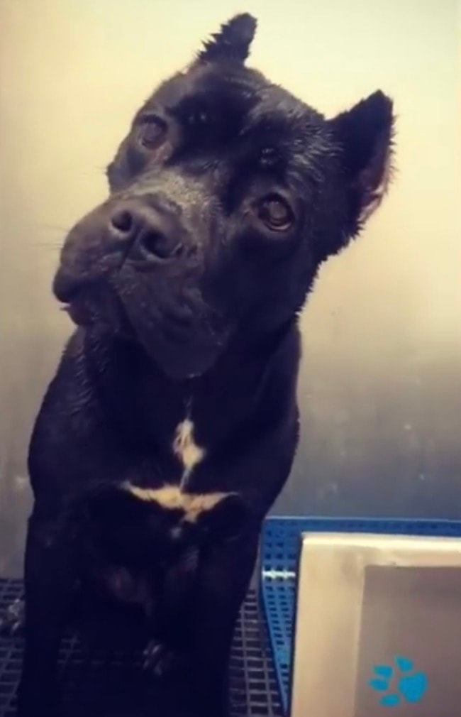 Black dog during bath time at Sandbar & Suds