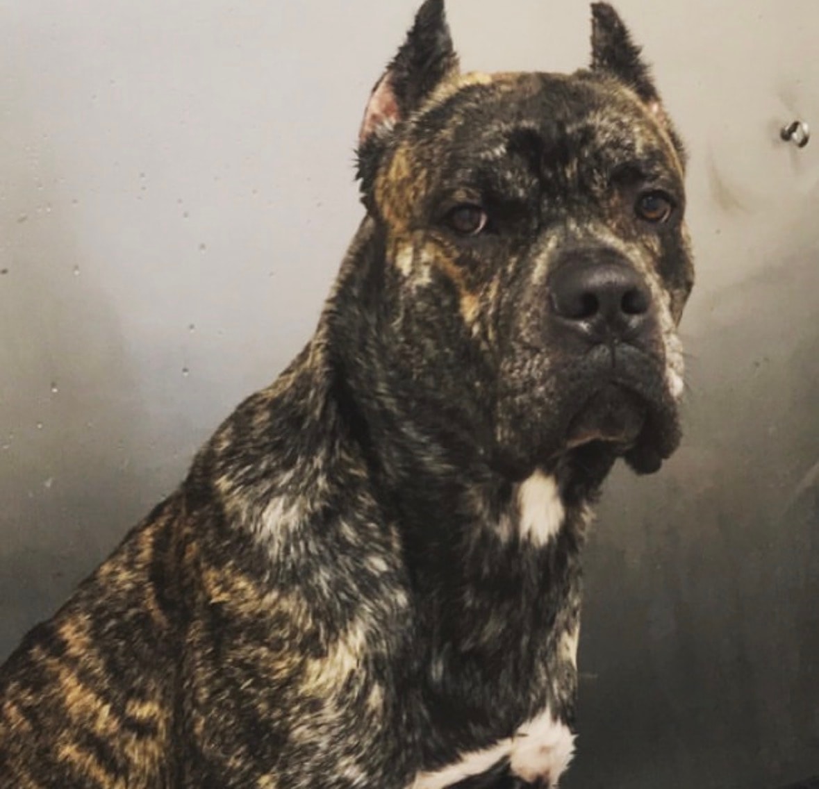 Brindle Cane Corso freshly bathed at Sandbar & Suds