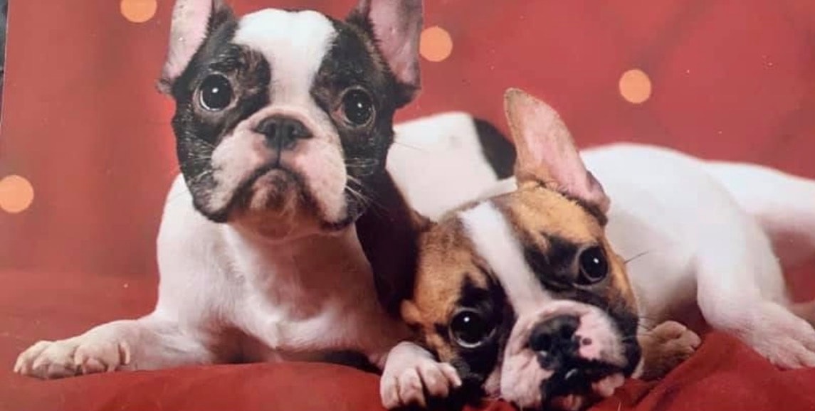 Two French Bulldogs snuggled together